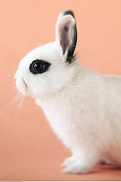 卡牌战斗游戏《深渊绝赌：千王处刑》于4月9日正式发售